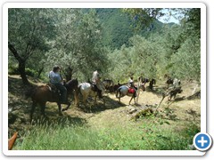 a cavallo sulla gustav 2014 (2)