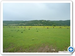 a_cavallo_sulla_gustav_2014_22
